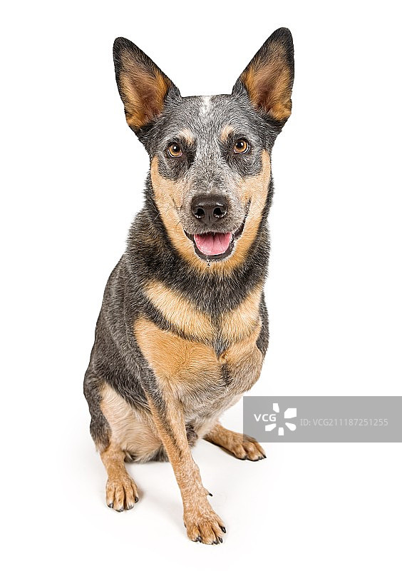 白色背景下一条失去腿的澳洲牧牛犬图片素材