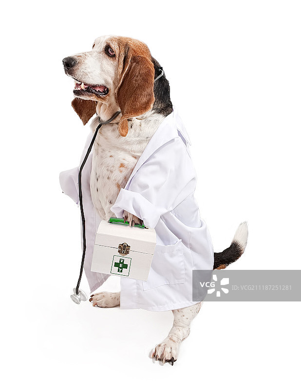 打扮成兽医的巴吉度猎犬图片素材