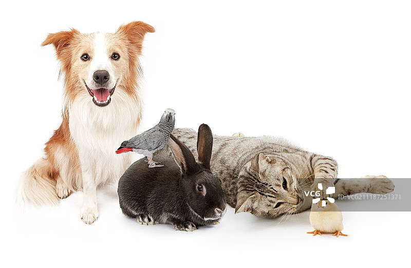一群家养宠物图片素材