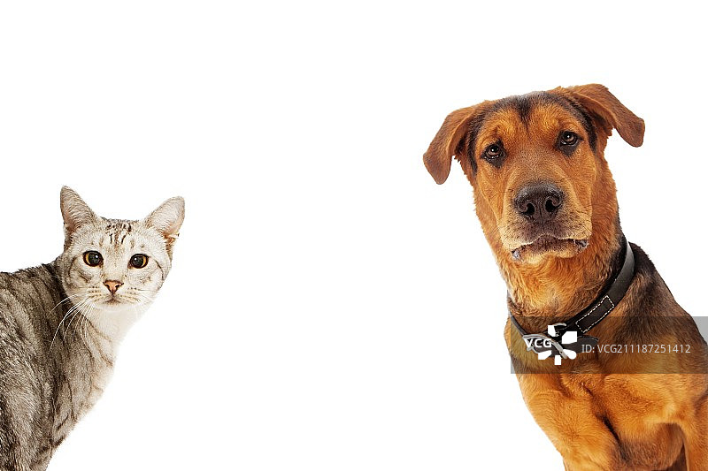 带复制空间的狗和猫图片素材