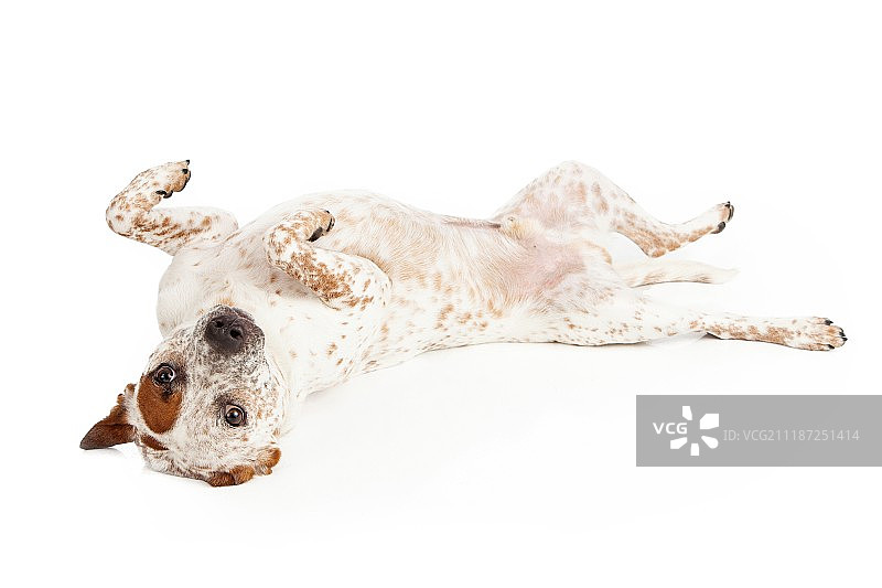 昆士兰赫勒犬仰卧图片素材