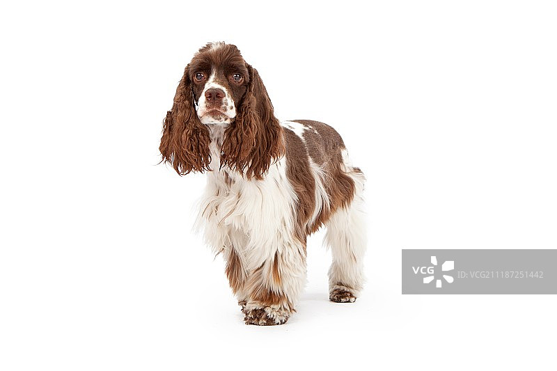 站立的可卡犬图片素材