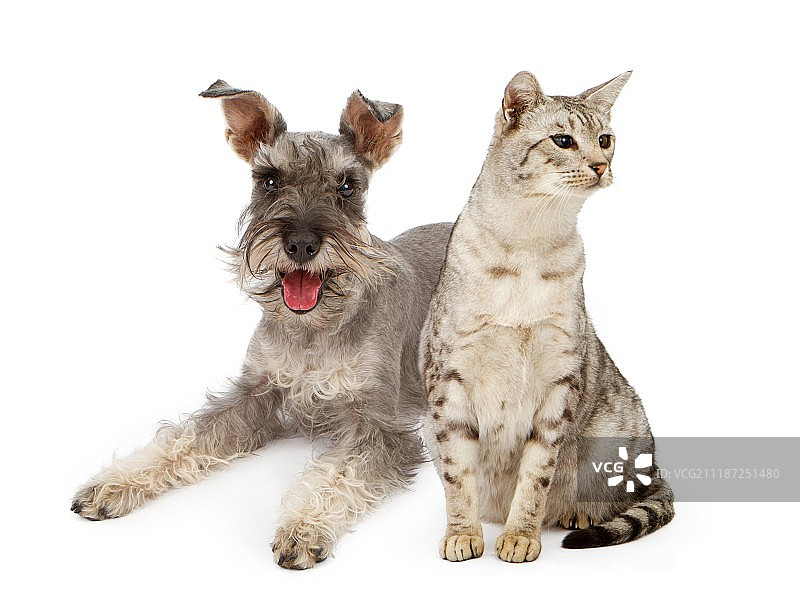 狗和猫坐在一起图片素材