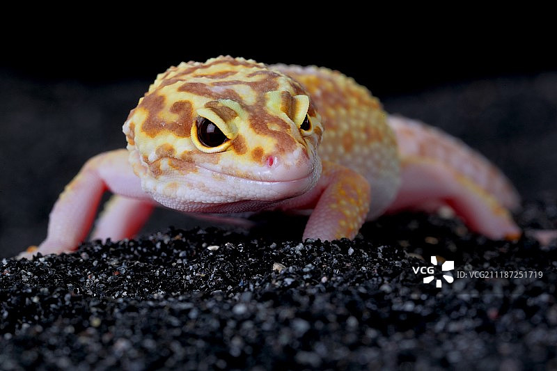 普通豹纹守宫图片素材