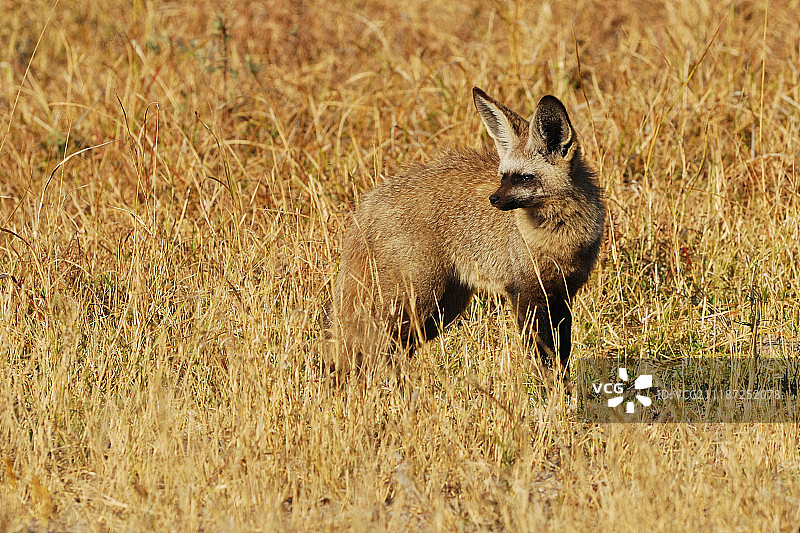 蝙蝠耳廓狐图片素材