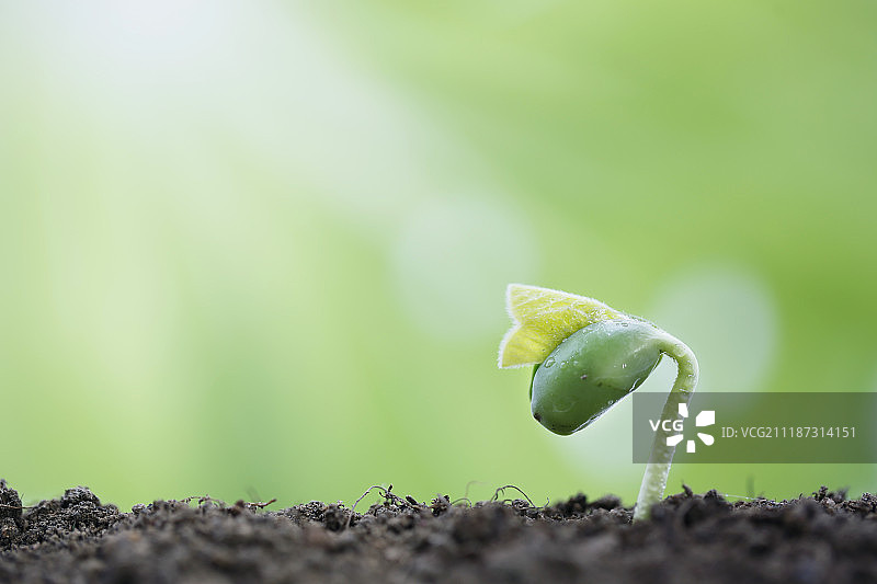 新芽春天破土而出图片素材