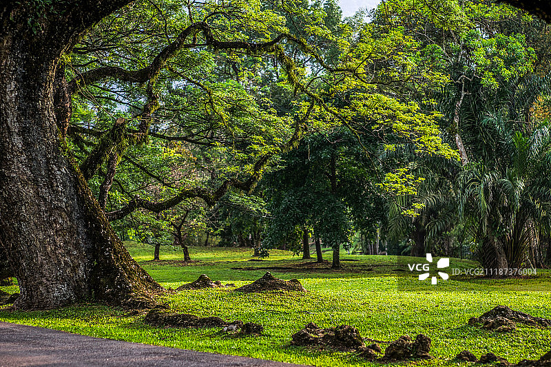 马来西亚太平市湖畔马路雨树成荫的宁静风景图片素材
