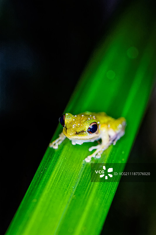马来西亚沙捞越古晋巴哥国家公园的雨蛙图片素材