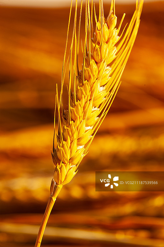 农作物丰收图片素材