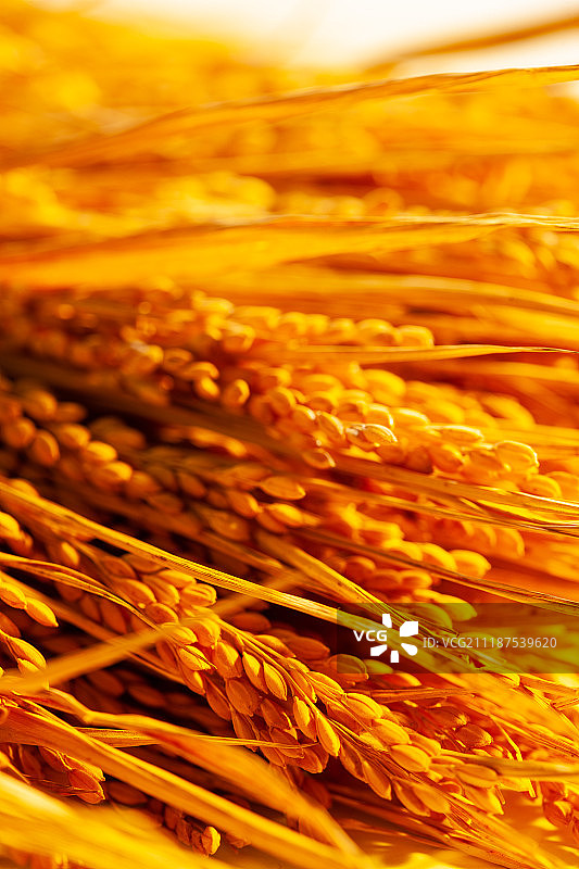 农作物丰收图片素材