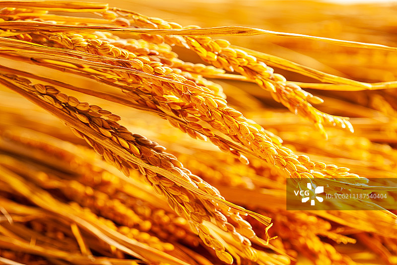 农作物丰收图片素材