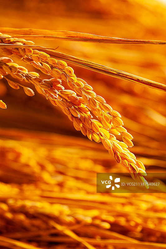 农作物丰收图片素材