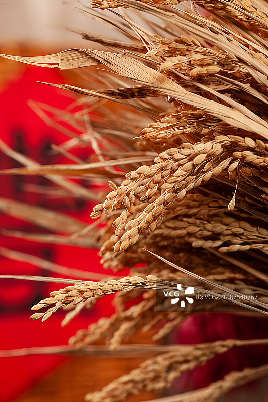 农作物丰收图片素材