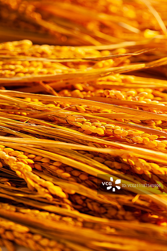 农作物丰收图片素材