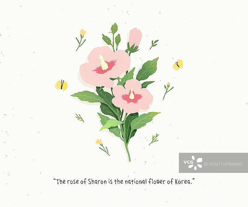 周年纪念日木槿花三一运动（世界历史事件）图片素材