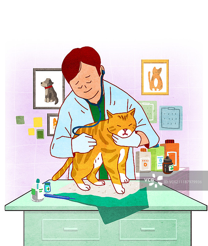 宠物、兽医院、兽医、医疗检查、猫、听诊器图片素材