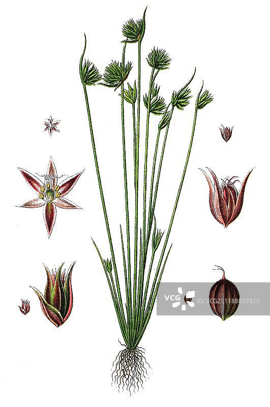 矮灯心草（药用植物），彩色石印，1876年图片素材