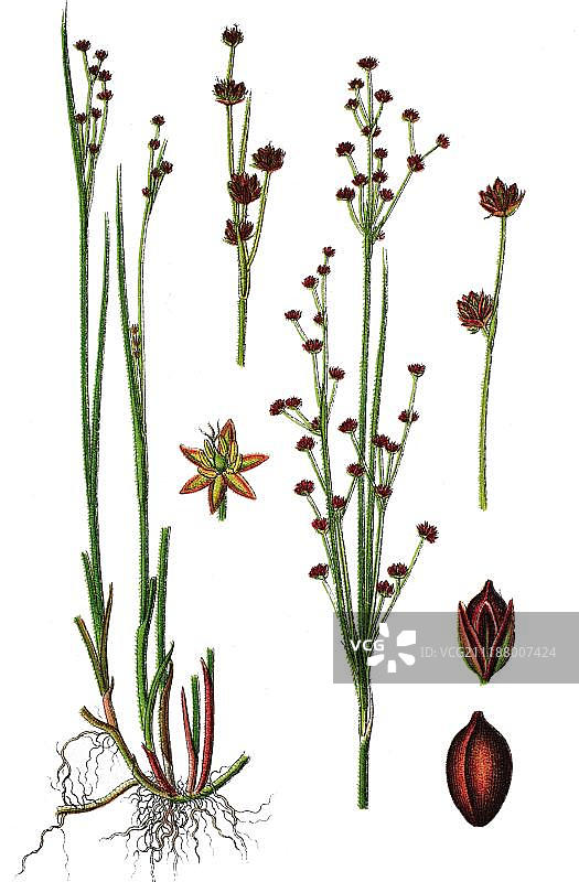 北绿灯心草：药用植物，彩色石印，1876年图片素材