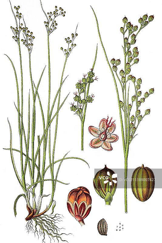 圆果灯心草植物彩色石印版画，1876年图片素材