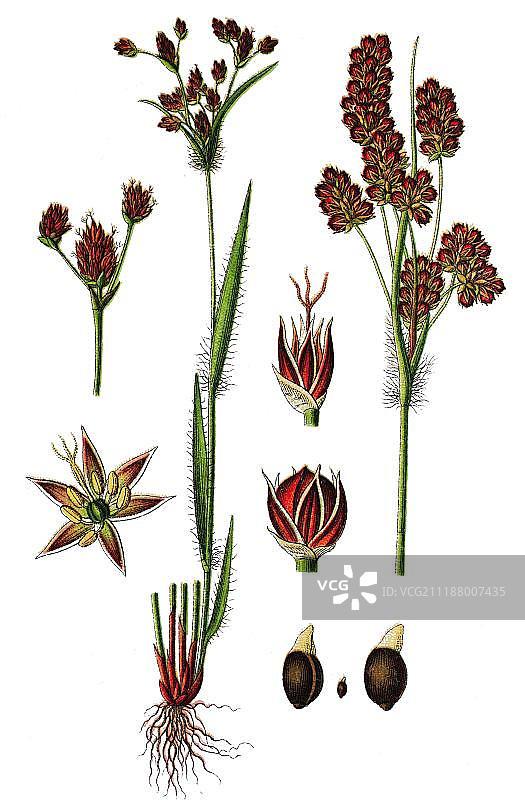 多花灯心草，药用植物，实用植物，彩色石印，1876年图片素材