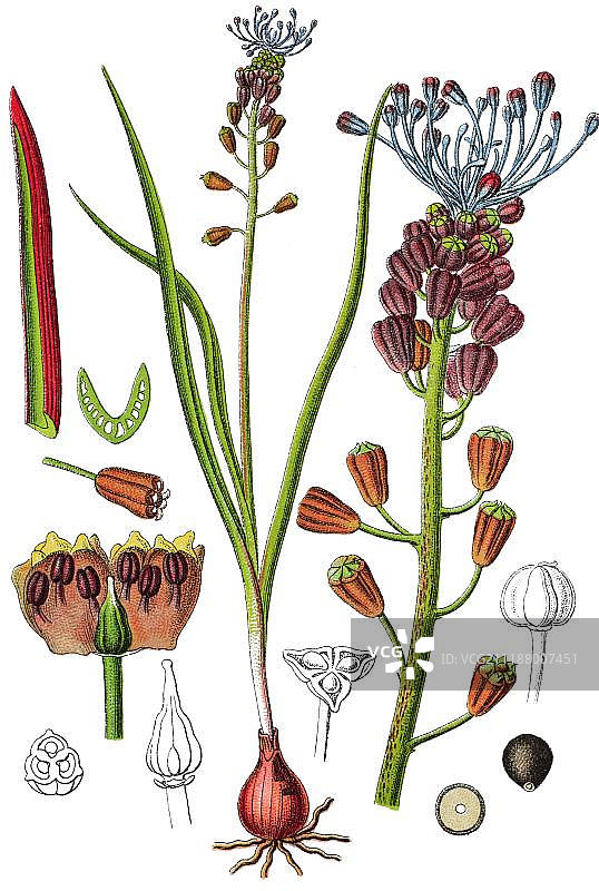 葡萄风信子（Muscari comosum），药用植物，彩色石印，1876年图片素材