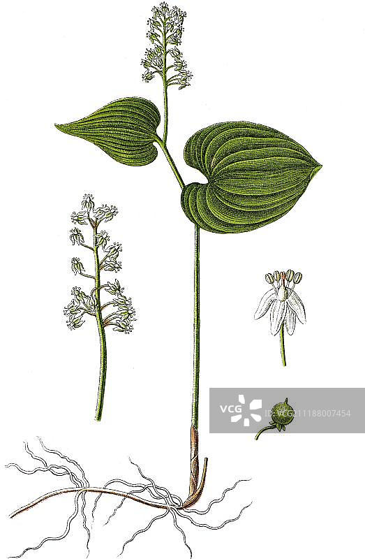 两叶舞鹤草彩色版画图片素材