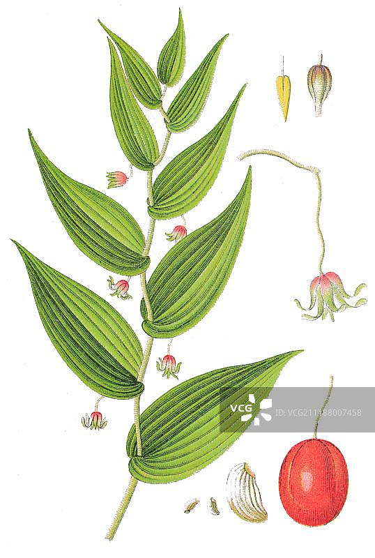 白花延龄草，可药用植物，1876年图片素材