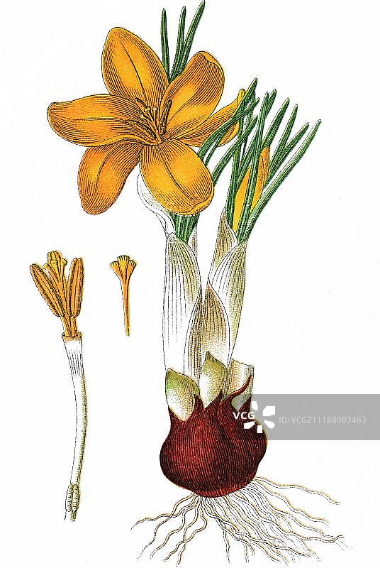 荷兰黄色番红花，药用植物，经济作物，彩色石印，1876年图片素材