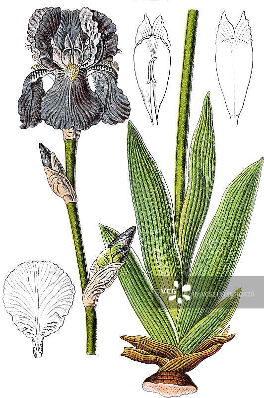 鸢尾花药用植物图片素材