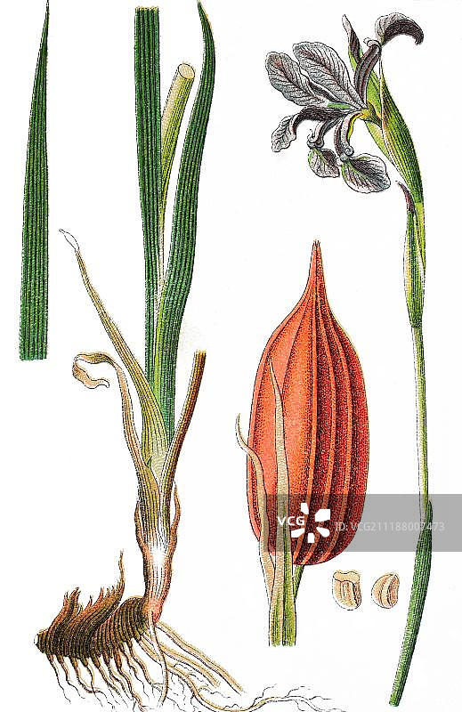 鸢尾（鸢尾属），药用植物，经济作物，彩色石印，1876年图片素材