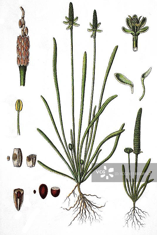 小型 mouse尾草，药用植物，作物，1870年图片素材