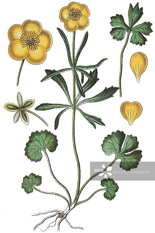毛茛（Ranunculus auricomus agg.），药用植物，经济作物，1870年彩色石印图片素材