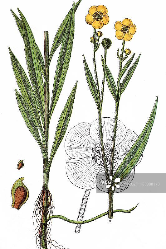 药用植物大舌毛茛的彩色石印，约 1870 年图片素材