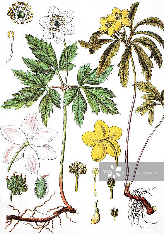 左侧：白头翁，右侧：黄花银莲花，药用植物，作物，彩色石印，约1870年图片素材