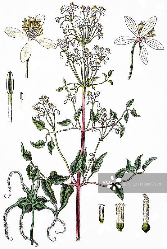 直立银莲花（Anemone recta），药用植物，经济作物，1870年彩色石印图片素材