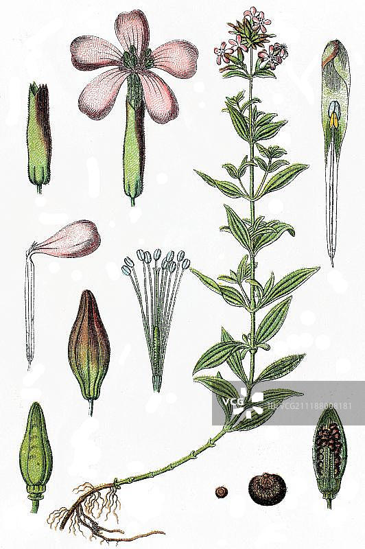 药用植物：石碱花图片素材