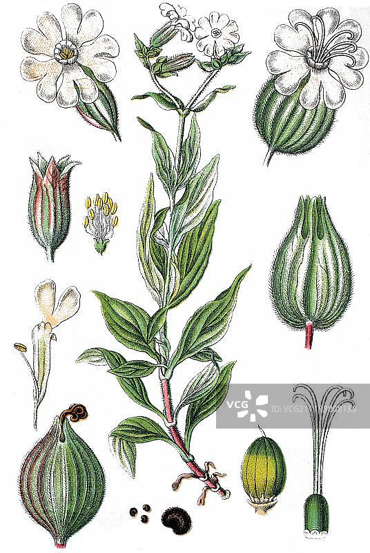 白色蝇子草药用植物作物植物图片素材