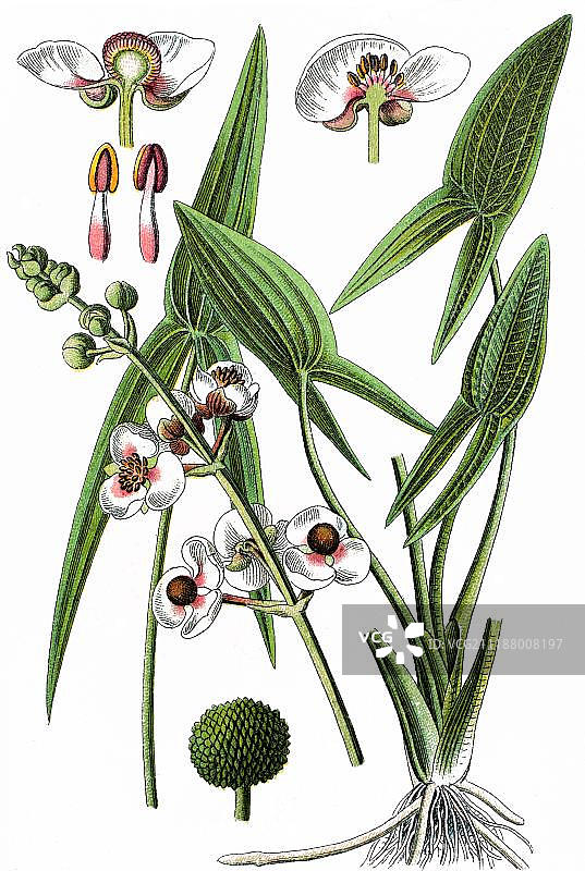 箭头慈姑药用植物彩 lithography 版画（约 1870 年）图片素材