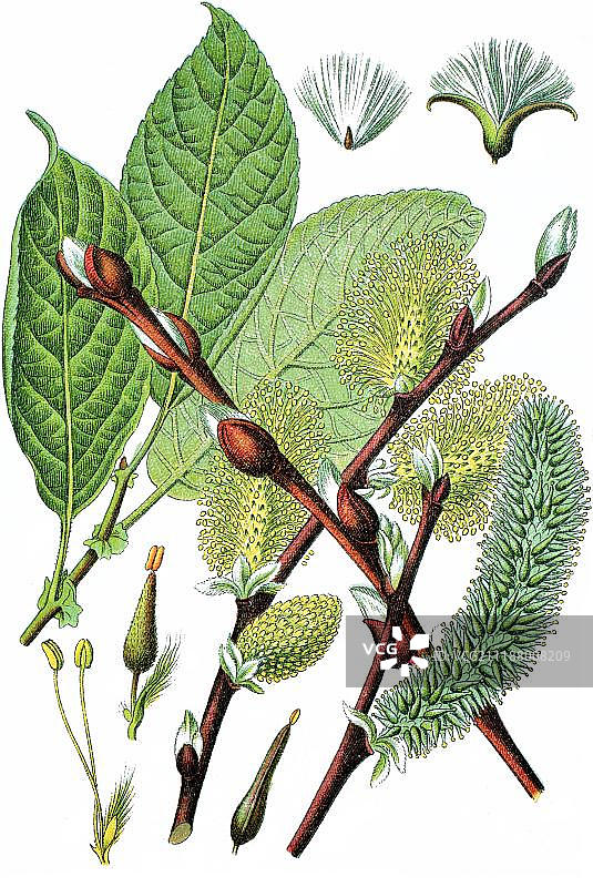 山羊柳（Salix caprea），药用植物，经济作物，1870年彩色石印图片素材