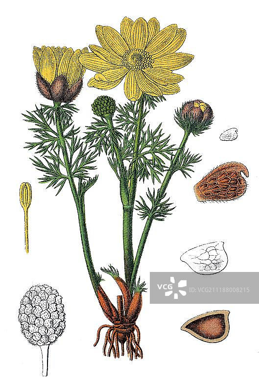 黄色的雉眼或假嚏根草（Adonis vernalis），药用植物，有用的植物，约1790年的彩色石印图片素材
