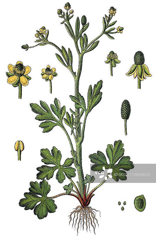 石龙芮，药用植物，彩色石印，约1790年图片素材