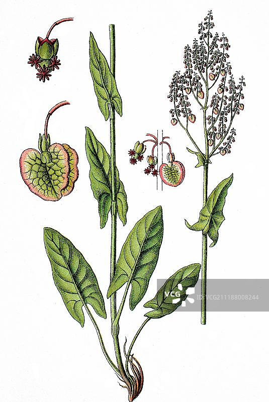 1870年左右的酢浆草药用植物图片素材