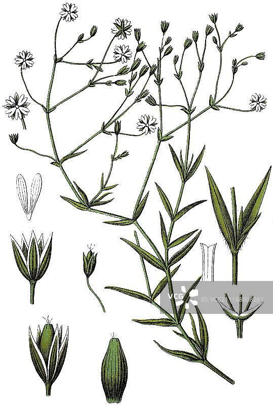 繁缕（Minuartia gramineae），药用植物，实用植物，彩色石印，约1790年图片素材