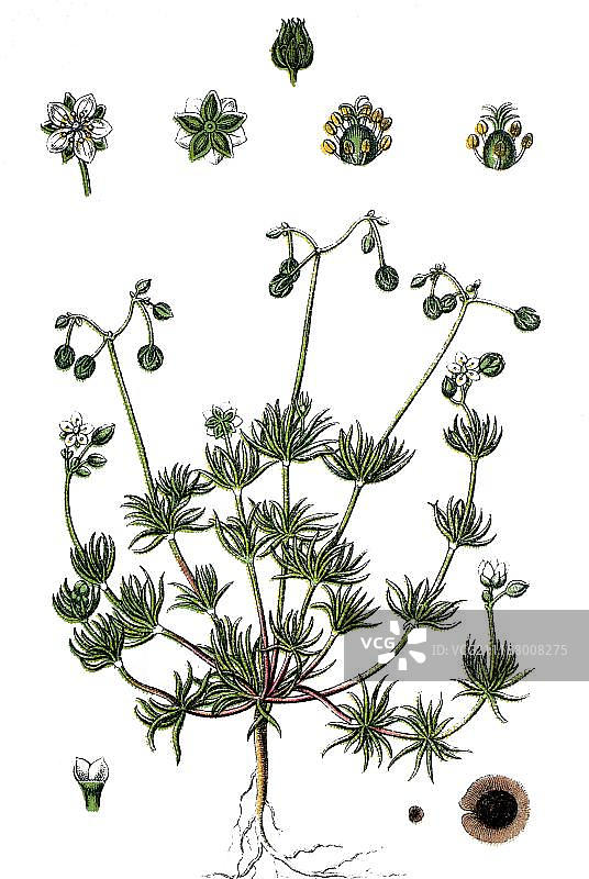 莫里森猪草(Spergula morisonii)，药用植物，有用植物，彩色石印，约1790年图片素材