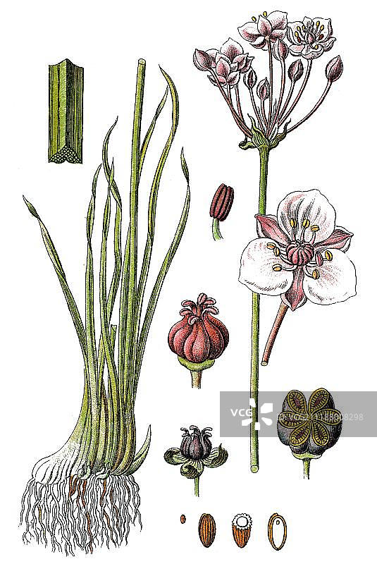 花蔺（Butomus umbellatus），药用植物，有益植物，彩色石印，约1790年图片素材