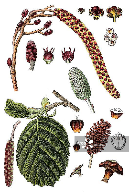 欧洲赤杨，药用植物，约1790年图片素材