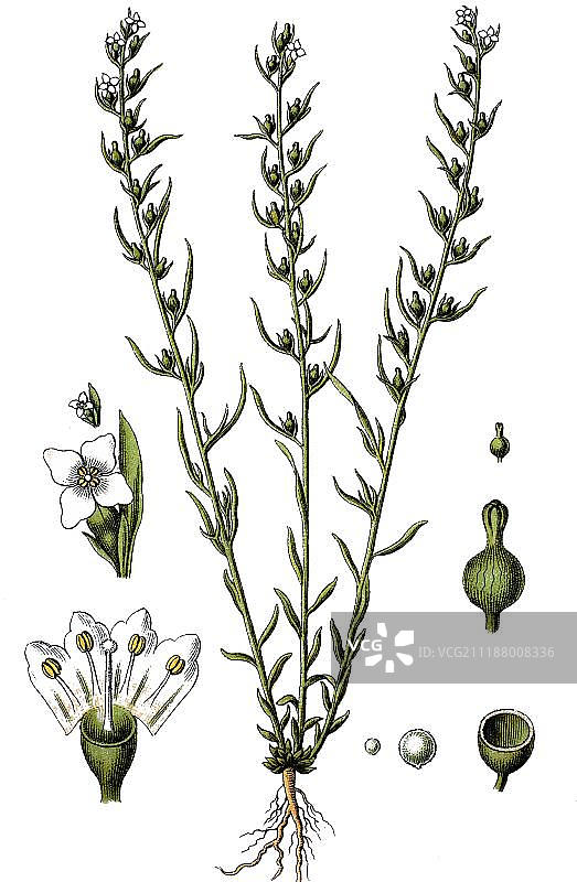 阿尔卑斯绵枣儿，药用植物，彩色石印，约1790年图片素材