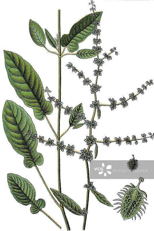 大约1790年的羊蹄草（Rumex pulcher）药用植物彩色石印图片素材