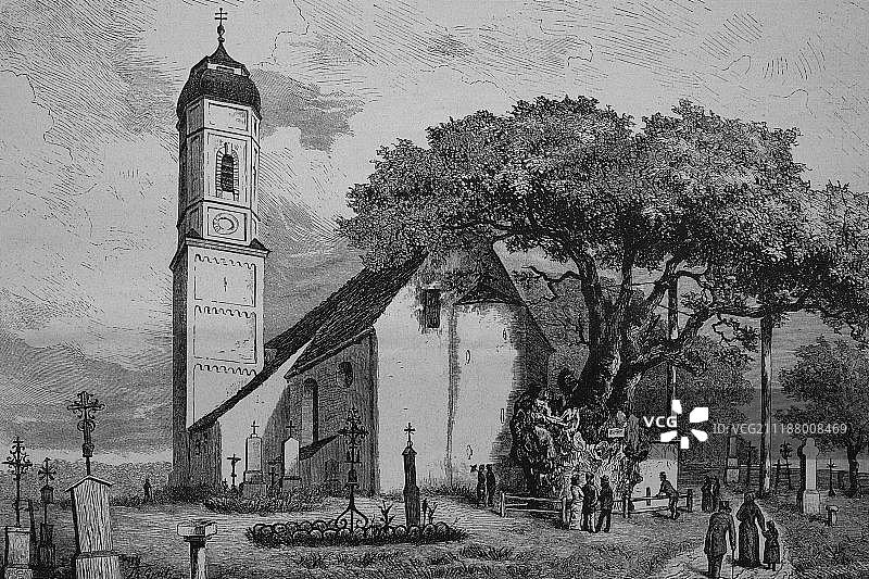 德国巴伐利亚大叶椴树古迹，1883年历史雕刻图片素材