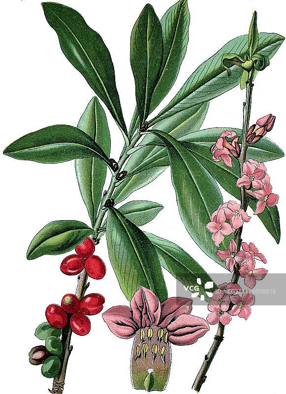 2月瑞香（Daphne mezereum），一种药用植物，约1870年的历史彩色石印图片素材